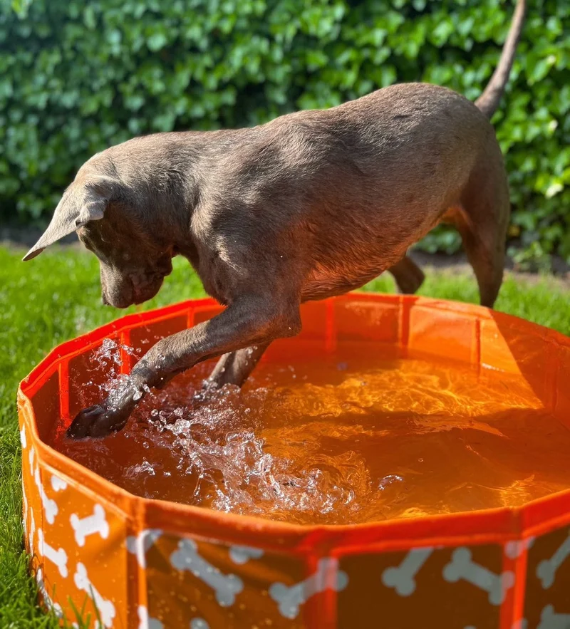 Dog Pool - Orange - Bonebash - Ø 80 cm